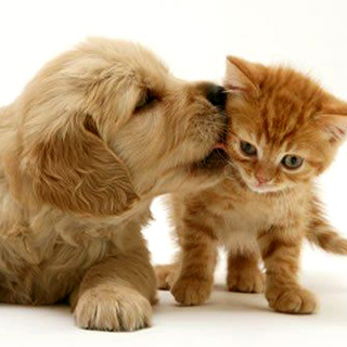 愛犬や愛猫と一緒に過ごす癒しの暮らし