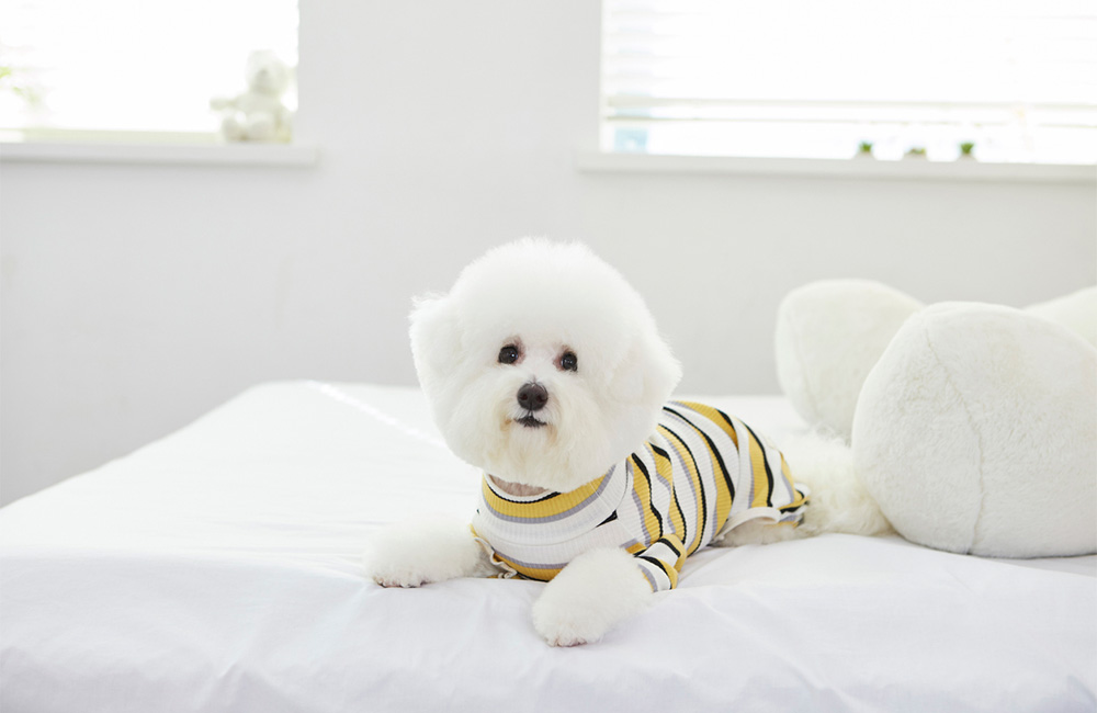 メゾンブランシェ中戸祭 ペット可賃貸